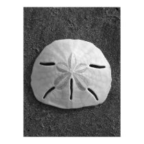 Sand Dollar (Black and White) Poster posters