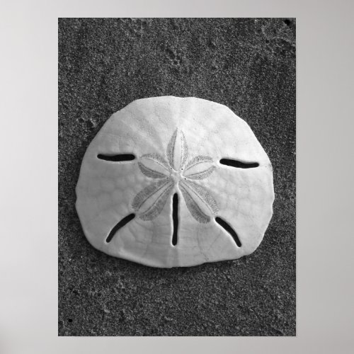 Sand Dollar (Black and White) Poster print