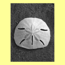 Sand Dollar (Black and White) Poster posters