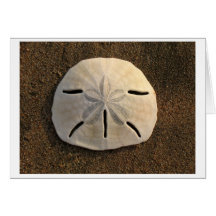 Sand Dollar (Color) Card