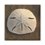 Sand Dollar (Color) Magnet