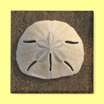Sand Dollar (Color) Magnet