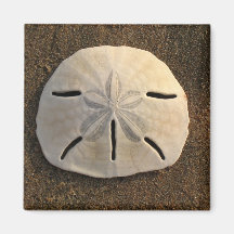 Sand Dollar (Color) Magnet