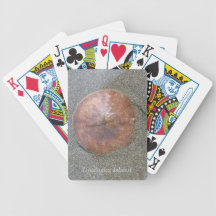 Sand Dollar on the Beach Bicycle Card Deck