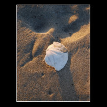 sand dollar on the beach postcards