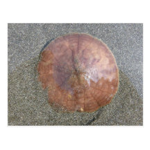 Sand Dollar on Unalaska Island Postcard