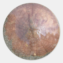 Sand Dollar on Unalaska Island Round Sticker