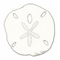 Sand Dollar Photo Sculpture photo sculptures by ginyhogan Sand Dollar Photo Sculpture photo sculptures