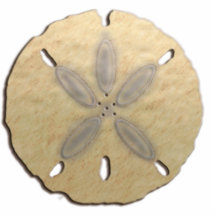 sand dollar photo sculptures