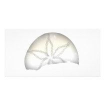Sand Dollar photo cards