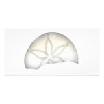 Sand Dollar Photo Cards