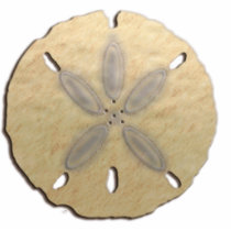 sand dollar photo sculptures