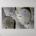 Sand dollar pile posters