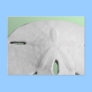 Sand Dollar Post Card