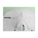 Sand Dollar postcards