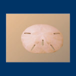 Sand Dollar Postcards