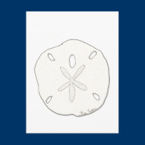Sand Dollar Postcard postcards