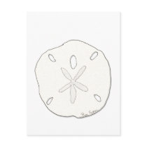 Sand Dollar Postcard by ginyhogan Sand Dollar Postcard
