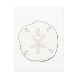 Sand Dollar Postcard