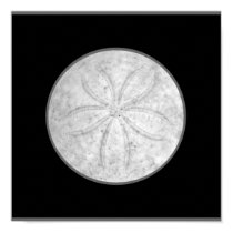 Sand Dollar Poster posters