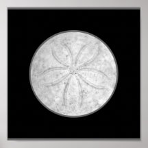 Sand Dollar Poster