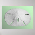 Sand Dollar posters