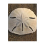 Sand Dollar Seashell Beach Postcards