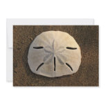 Sand Dollar Shell Beach Invitation (Color Photo)