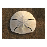 Sand Dollar Shell Beach Invitation (Color Photo)