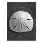 Sand Dollar Shell Beach Postcard (B&W Photo)