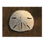 Sand Dollar Shell Beach Postcard (Color Photo) postcards