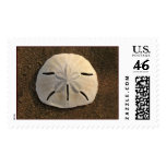 Sand Dollar Stamp (Color)