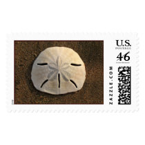 Sand Dollar Stamp (Color) by donnabellas Sand Dollar Stamp (Color)
