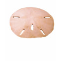 Sand Dollar t-shirts