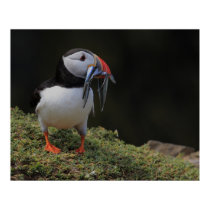 Sand Eel and Puffin Poster posters