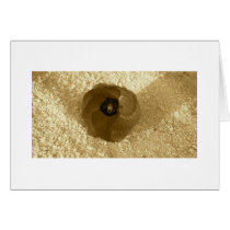 Sand Flower cards