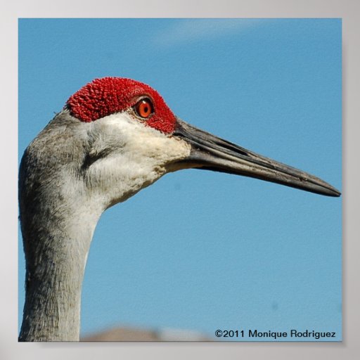 Sand Hill Crane Poster