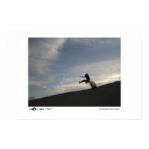 Sand Jumper - Photo of the Year Category Winner posters