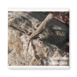Sand Lizard Fridge Magnets