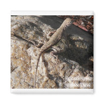 Sand Lizard magnets