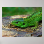 Sand Lizard Male Lacerta Agilis posters