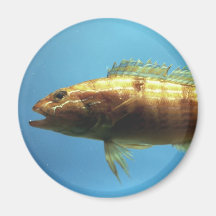 Sand Perch Fish Fridge Magnets