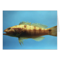 Sand Perch Fish cards