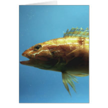 Sand Perch Fish Greeting Cards