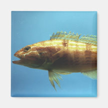 Sand Perch Fish Magnet