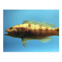 Sand Perch Fish Post Card