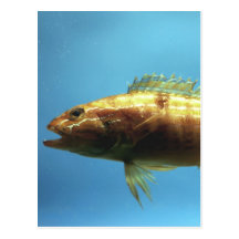 Sand Perch Fish Postcard