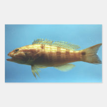 Sand Perch Fish Rectangular Sticker