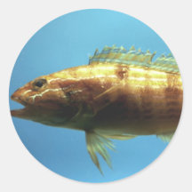 Sand Perch Fish Stickers