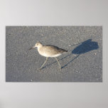 Sand Piper on Canvas Print